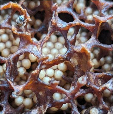 Nagaland Stingless Bee Products Emerge as Potent Health Boosters