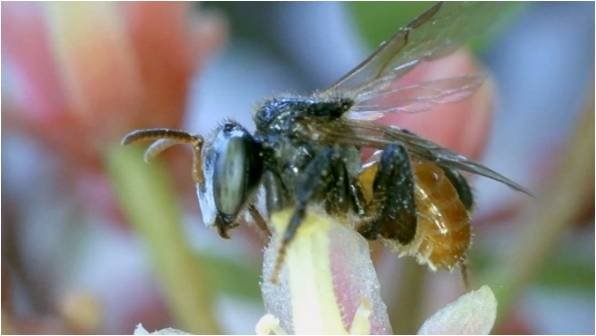 Nagaland Stingless Bee Products Emerge as Potent Health Boosters