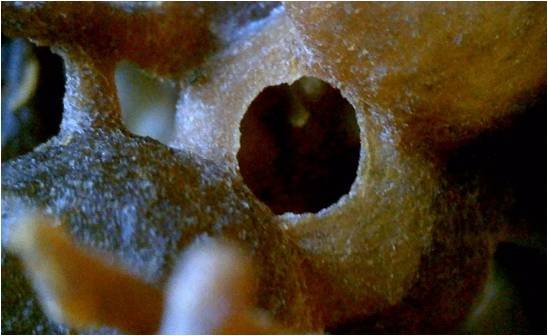 Nagaland Stingless Bee Products Emerge as Potent Health Boosters